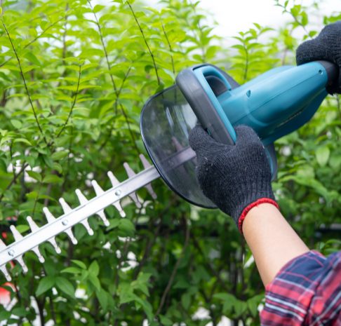 Gardener holding electric hedge trimmer to cut the treetop in garden.